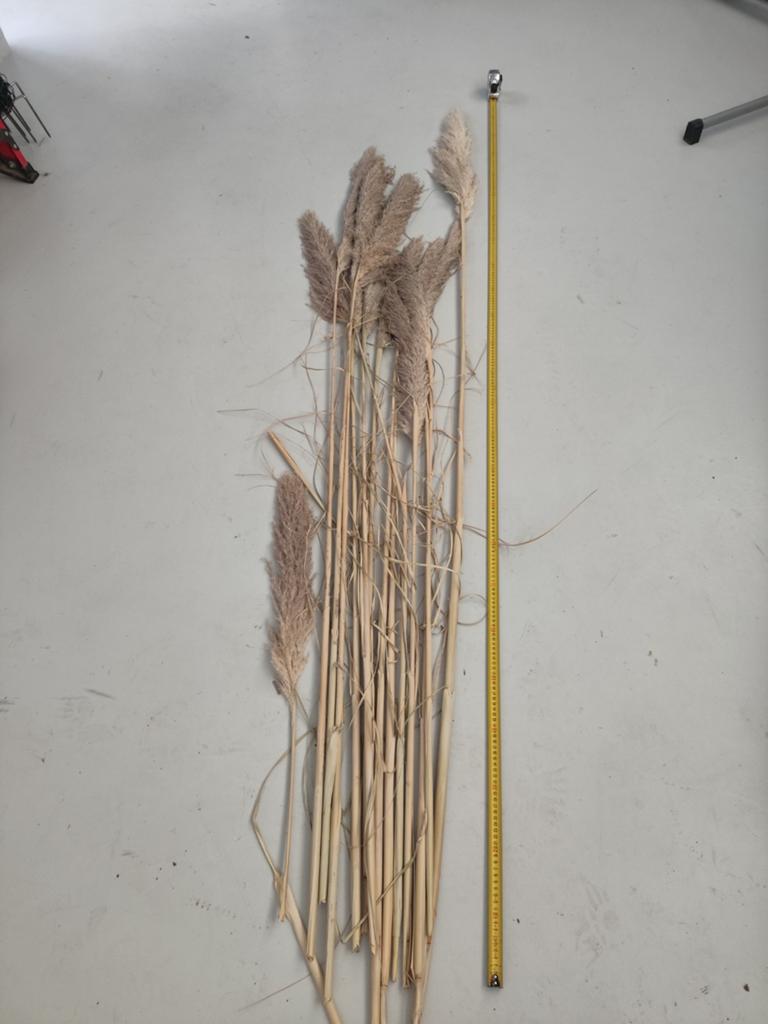 Gedroogde graspluimen 180cm+, Ophalen