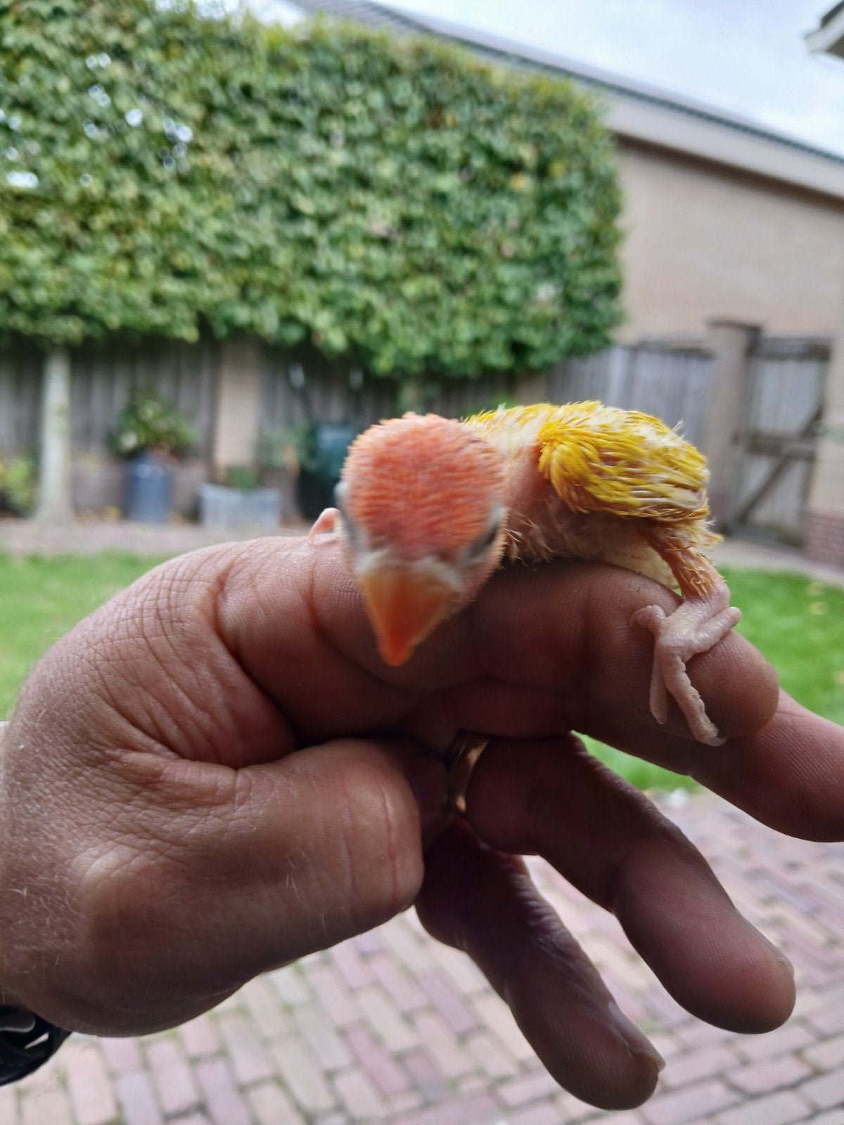 mooie fischeri ino opaline, Geslacht onbekend, Dwergpapegaai of Agapornis