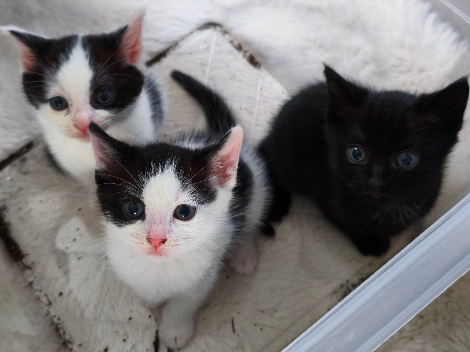 Kittens, Dieren en Toebehoren, Meerdere dieren, 0 tot 2 jaar
