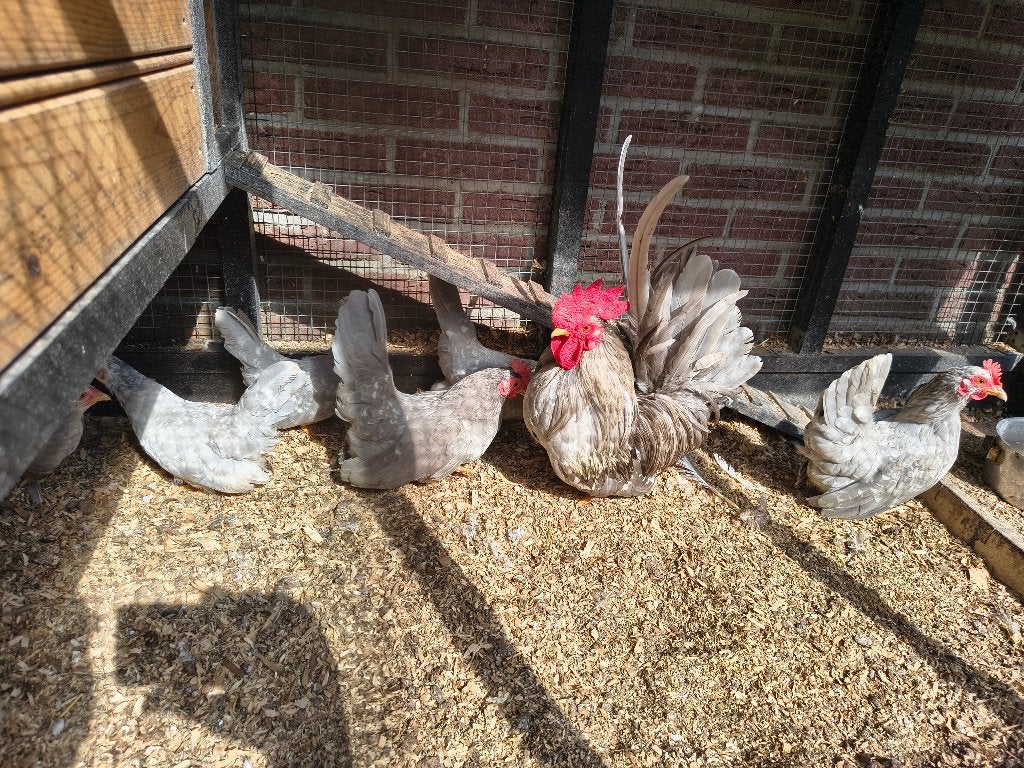 chabo s, Dieren en Toebehoren, Pluimvee, Meerdere dieren, Kip