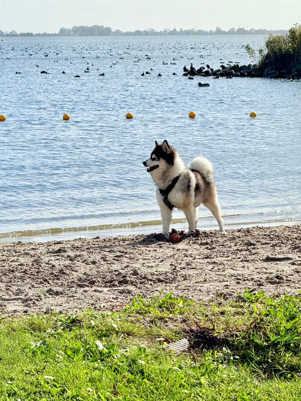 F1 Pomsky dekreu, Dieren en Toebehoren, Eén hond, CDV (hondenziekte), 3 tot 5 jaar, Nederland
