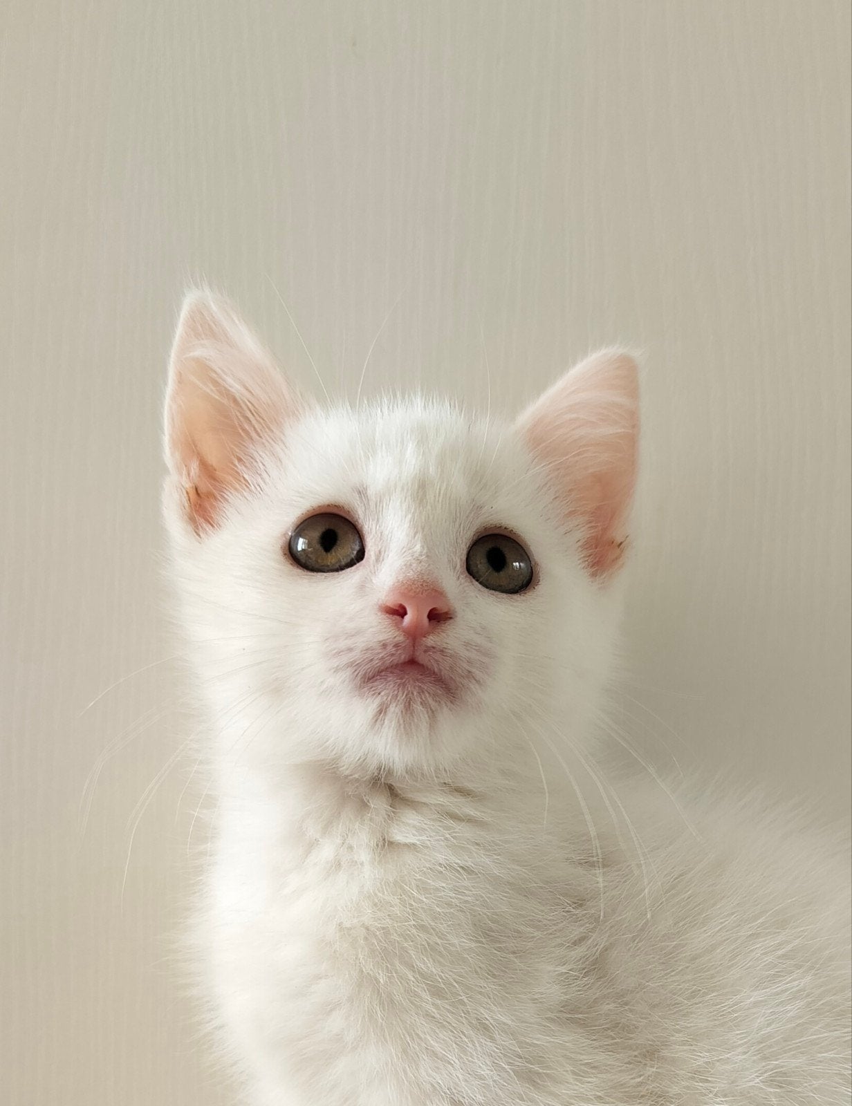 Lieve witte kitten, katertje, Dieren en Toebehoren, Kater, Kortharig, 0 tot 2 jaar