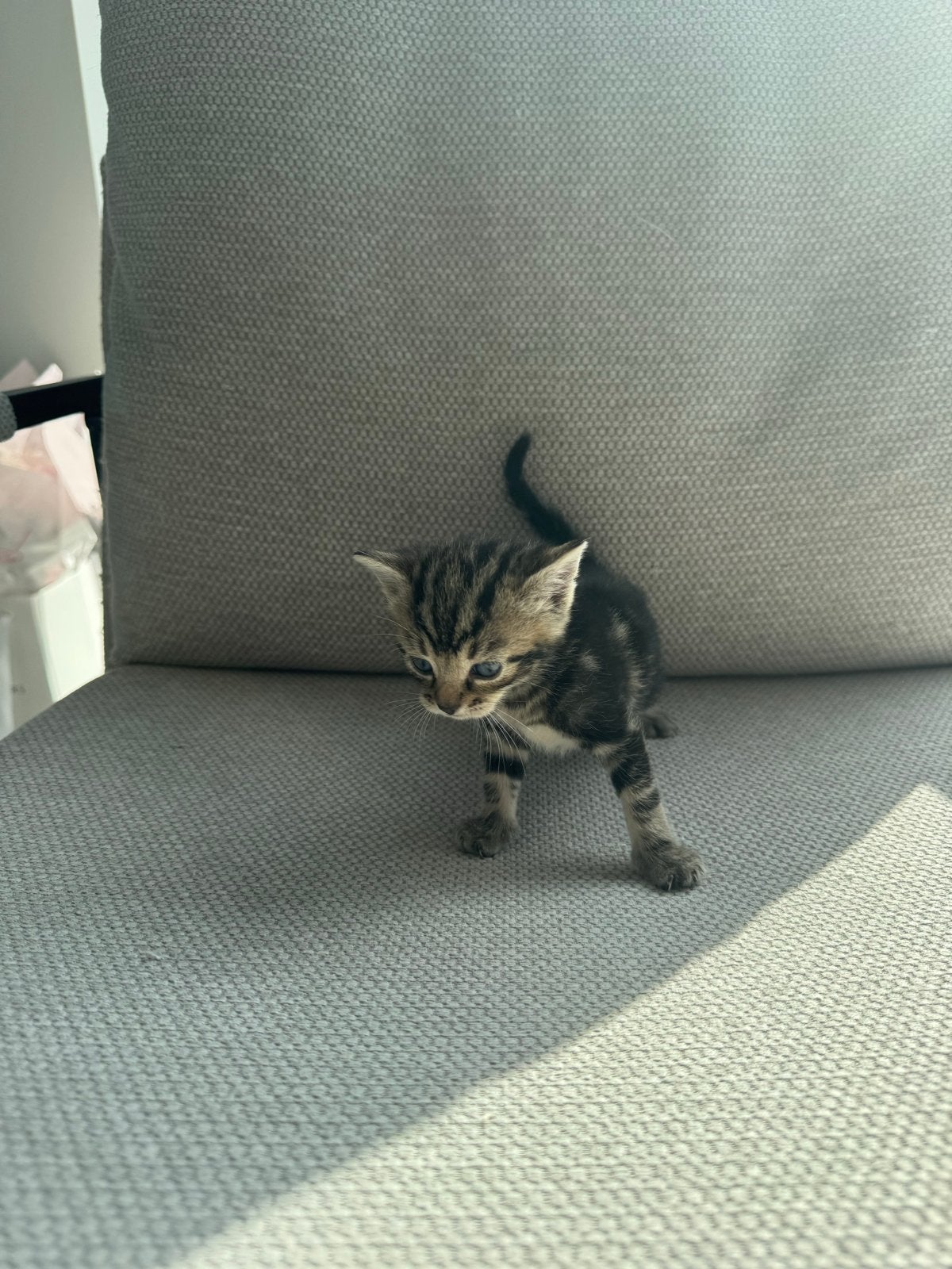 KITTENS TE KOOP, Meerdere dieren
