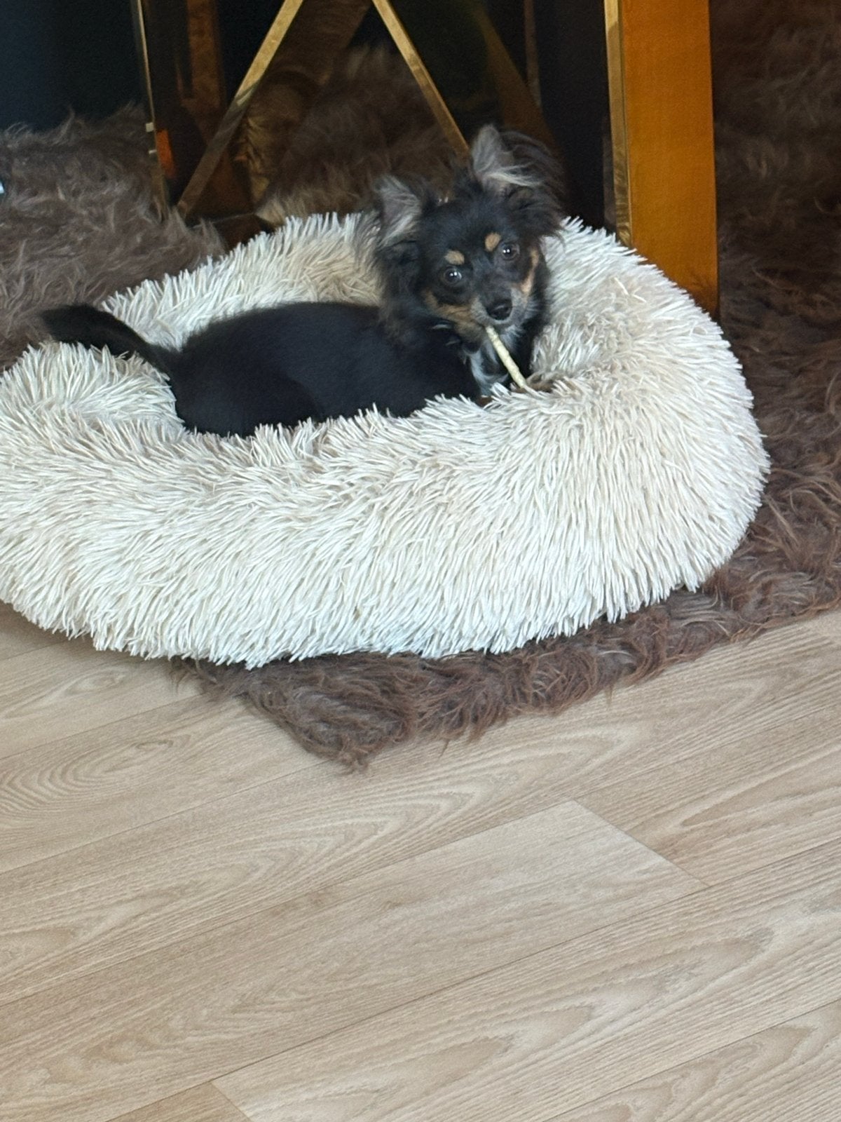 Chihuahua x Pomeriaan pup, Dieren en Toebehoren, 15 weken tot 1 jaar, CDV (hondenziekte), Teef, Eén hond