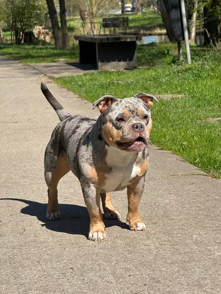 THEBLOCKBULLYS – Exclusieve Pocket American Bully pups, Parvo, 8 tot 15 weken, Teef, Bulldog