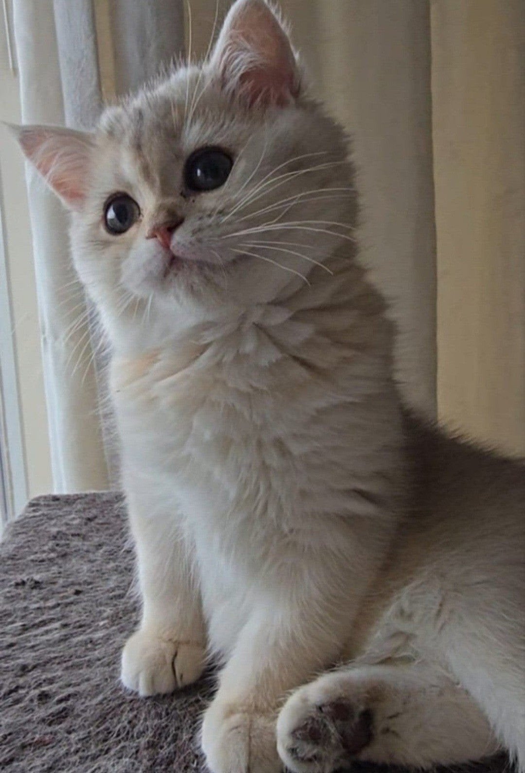 Britse  korthaar poes, Poes, Ontwormd, 0 tot 2 jaar