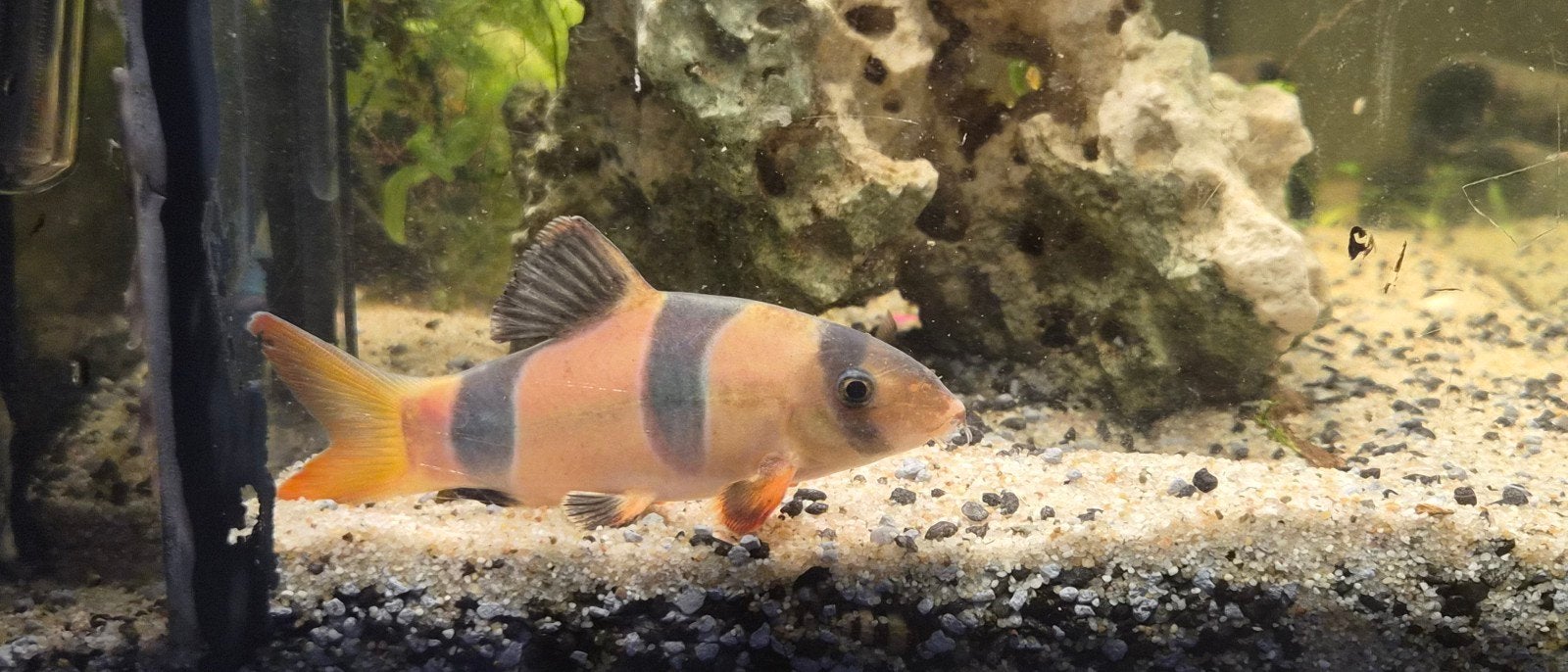clown botia, Dieren en Toebehoren, Vis, Zoetwatervis