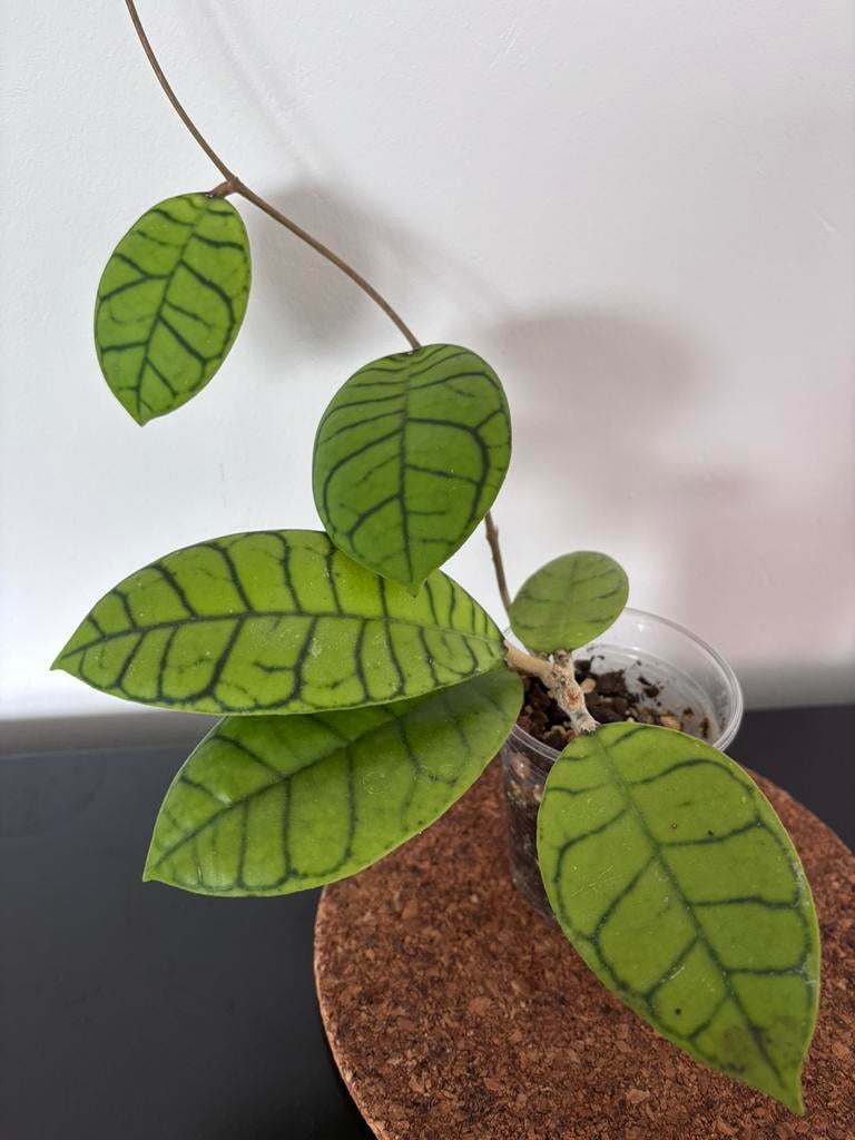 Hoya callistophylla Bulat, Huis en Inrichting, Kamerplanten, Ophalen of Verzenden