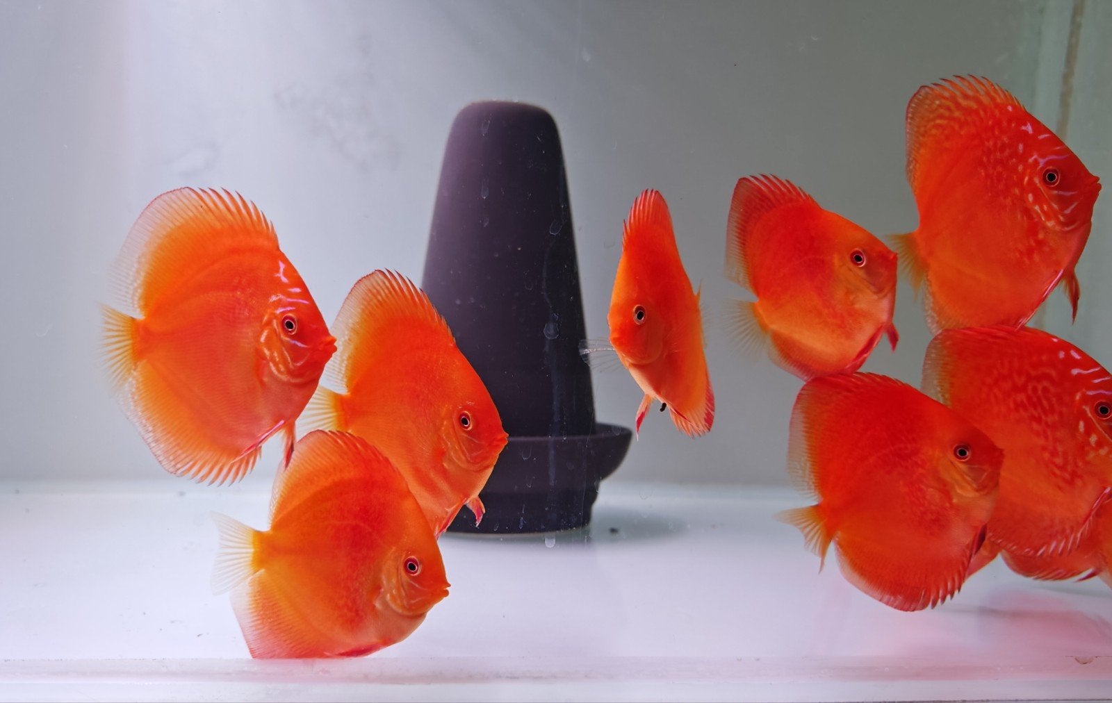 Discusvissen Weissflog red diamond turqouise, Dieren en Toebehoren, Vis, Zoetwatervis