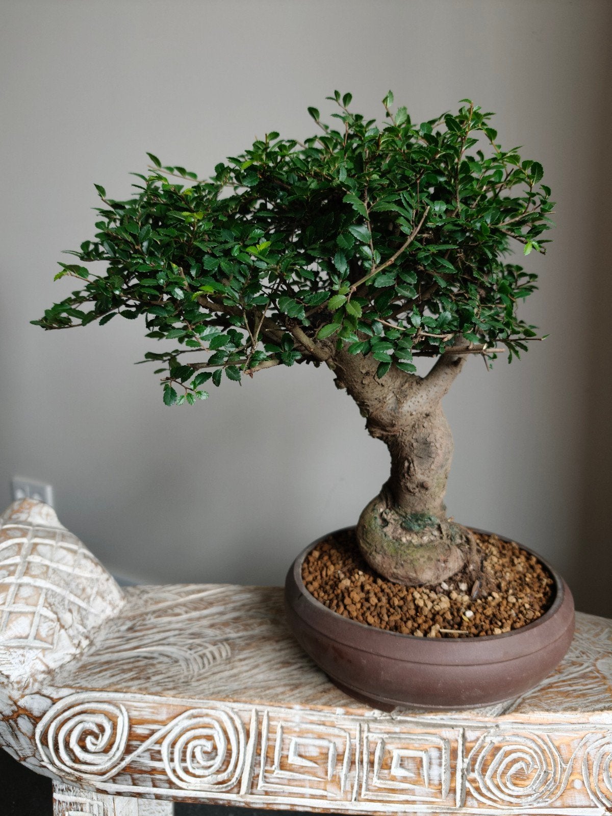 Ulmus Parviflora bonsai, Bloeit niet, Halfschaduw, Minder dan 100 cm, Overige soorten