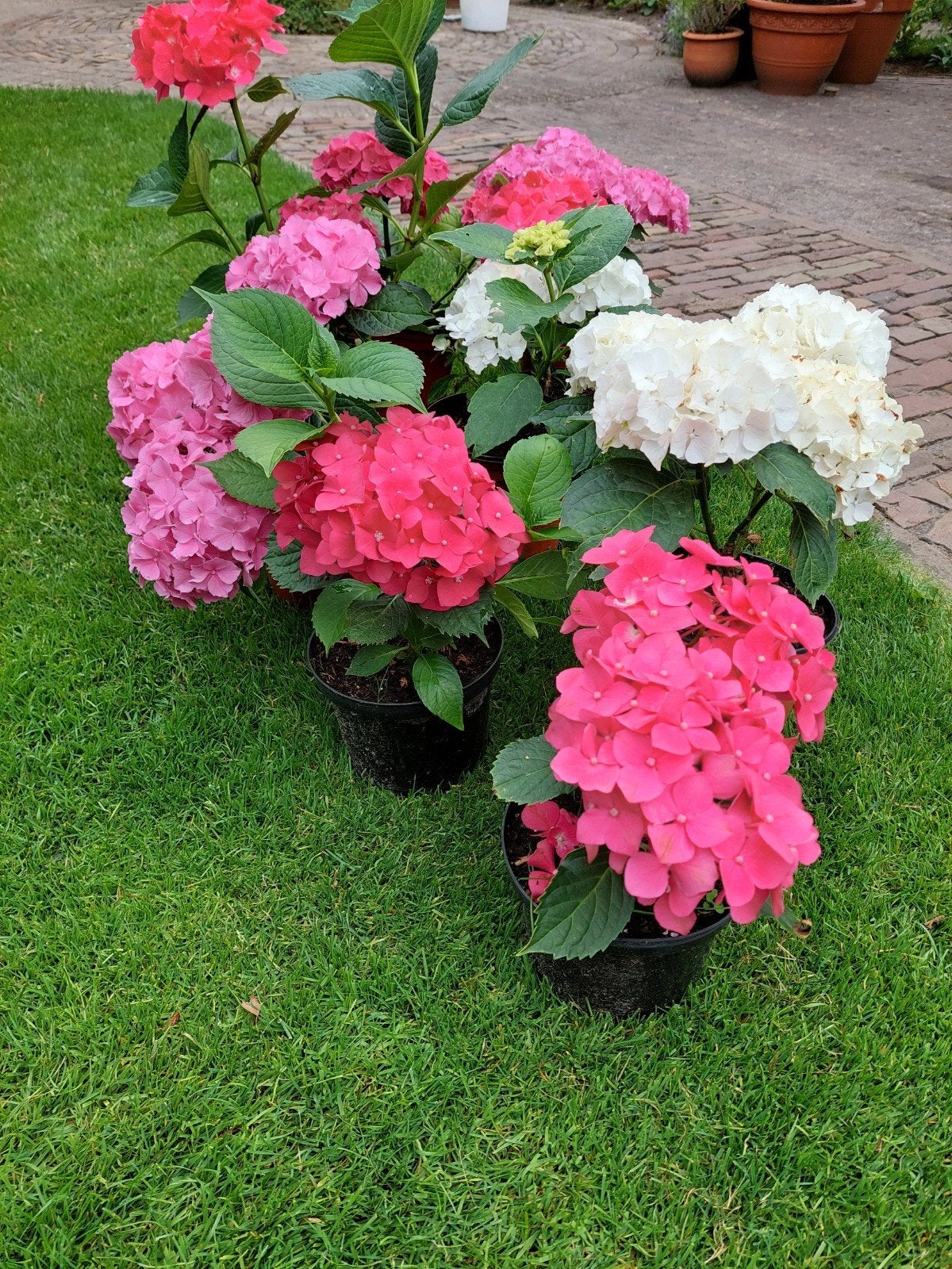 Hortensia, Ophalen, Halfschaduw, Knol