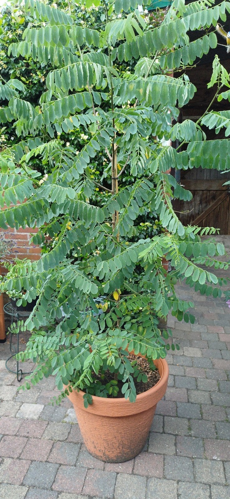 Acacia boompje  2.50 hoog. Met pot., Tuin en Terras, Ophalen, Volle zon, Overige soorten, 100 tot 250 cm