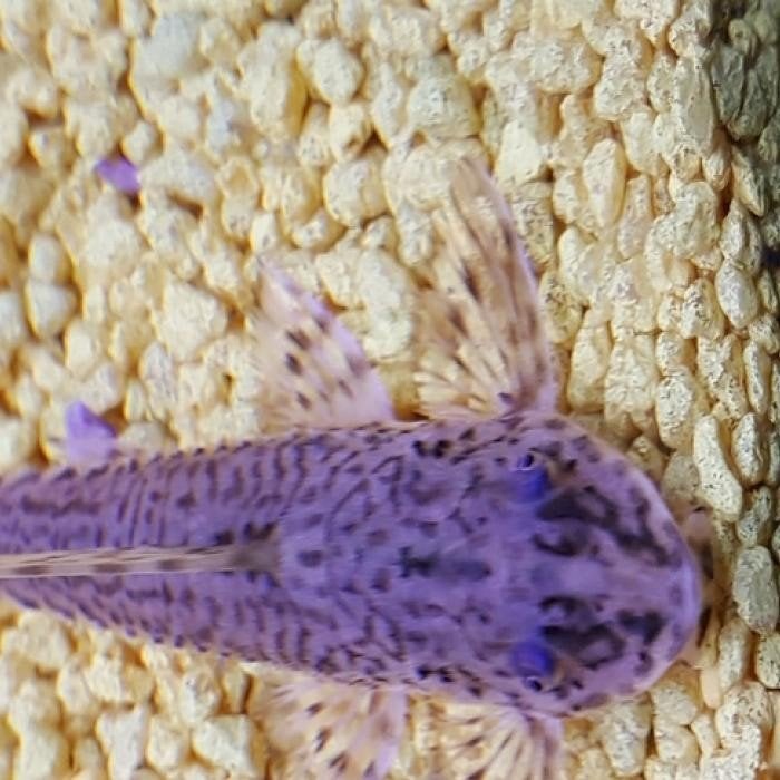 L-010 Rineloricaria lanceolata, Vis