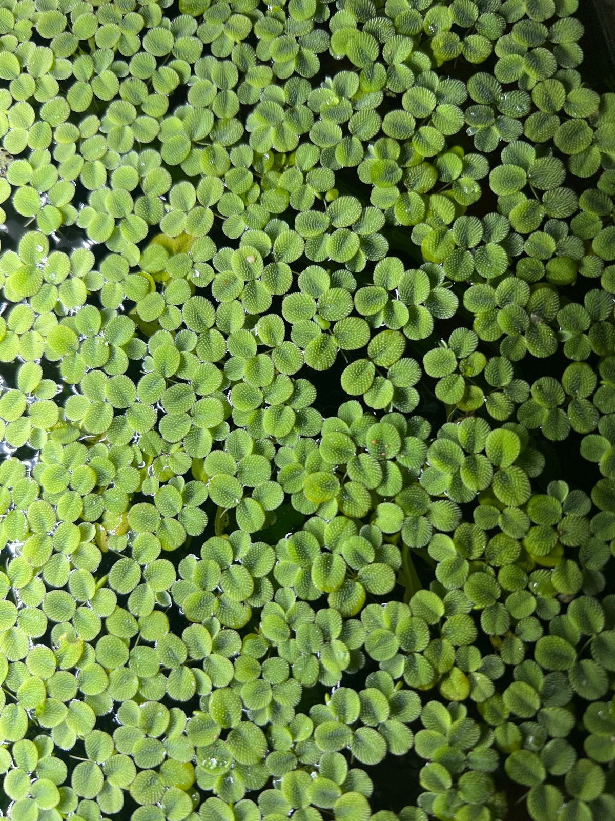 Salvinia.Drijfplantjes.Voor 0,50 een leuke starthoeveelheid, Ophalen, Plant(en), Steen of Hout
