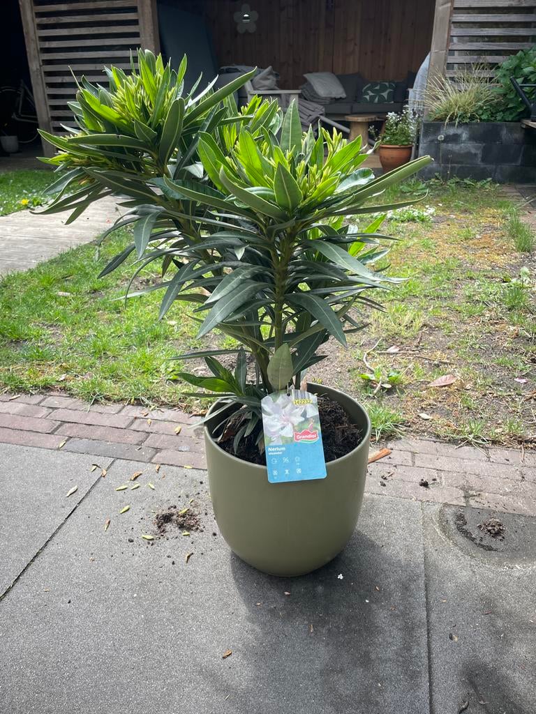 Mooie witte oleander met pot, Volle zon, Vaste plant, Zomer, Ophalen