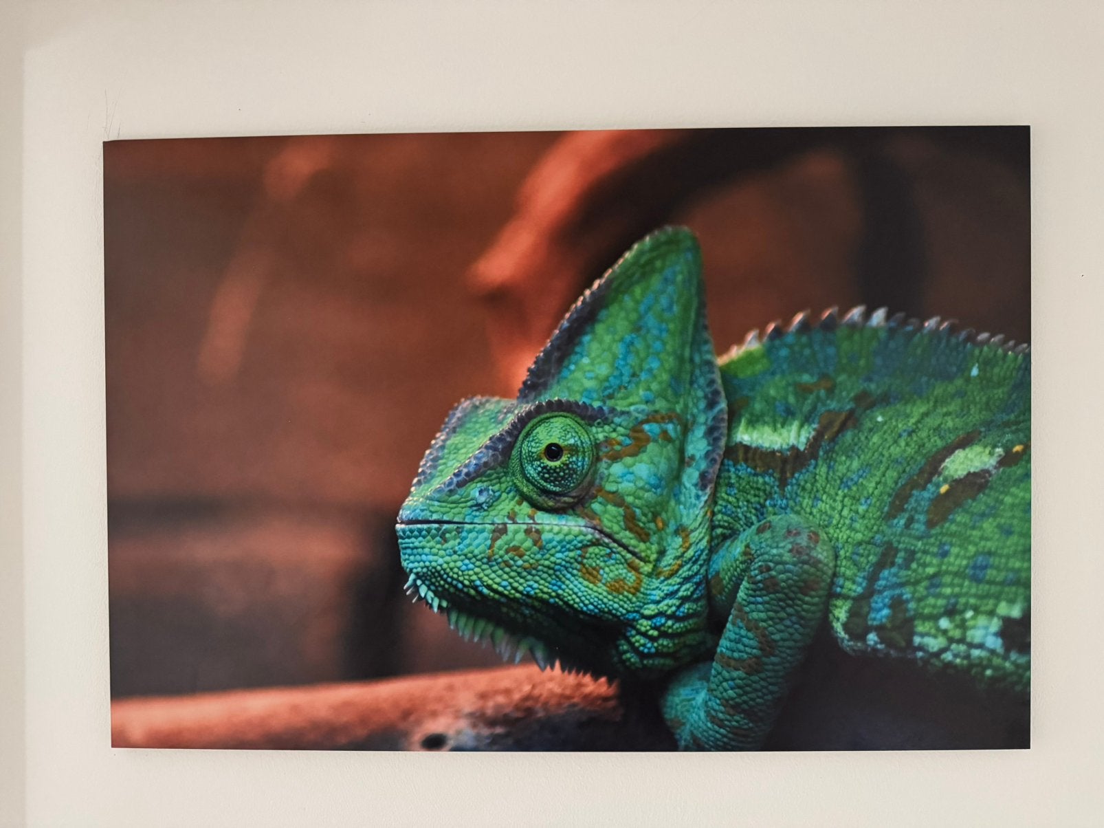 Aluminium foto kameleon, 70x75, Huis en Inrichting, Ophalen, Nieuw, Schilderij