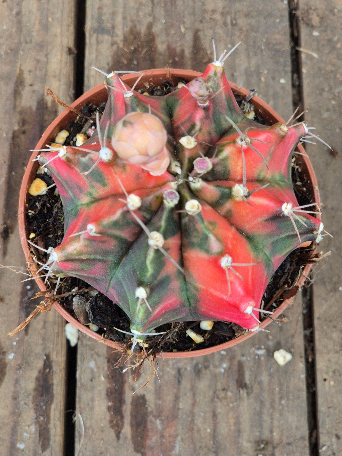 Cactus Gymnocalycium Mihanovichii p8 (18), Ophalen of Verzenden, Cactus, Volle zon, Minder dan 100 cm