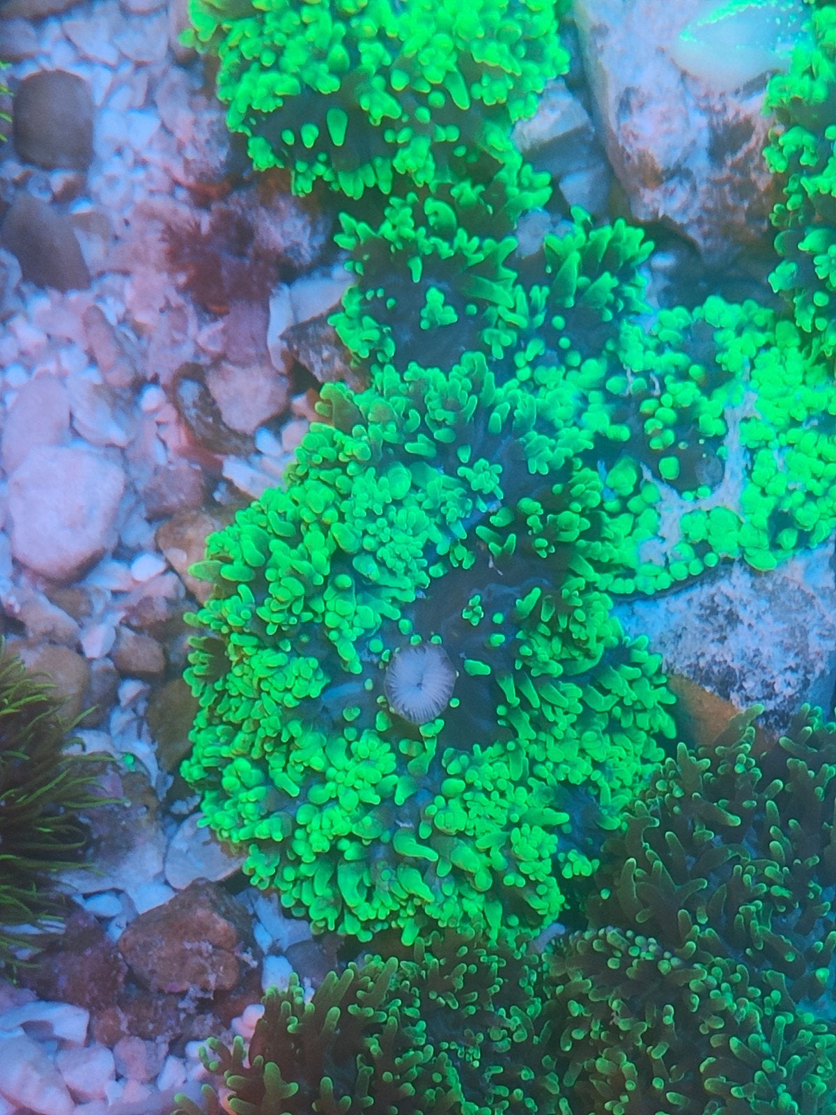 Indische schijf anemoon koraal stekken zeeaquariumviss, Ophalen, Nieuw, Plant(en), Steen of Hout