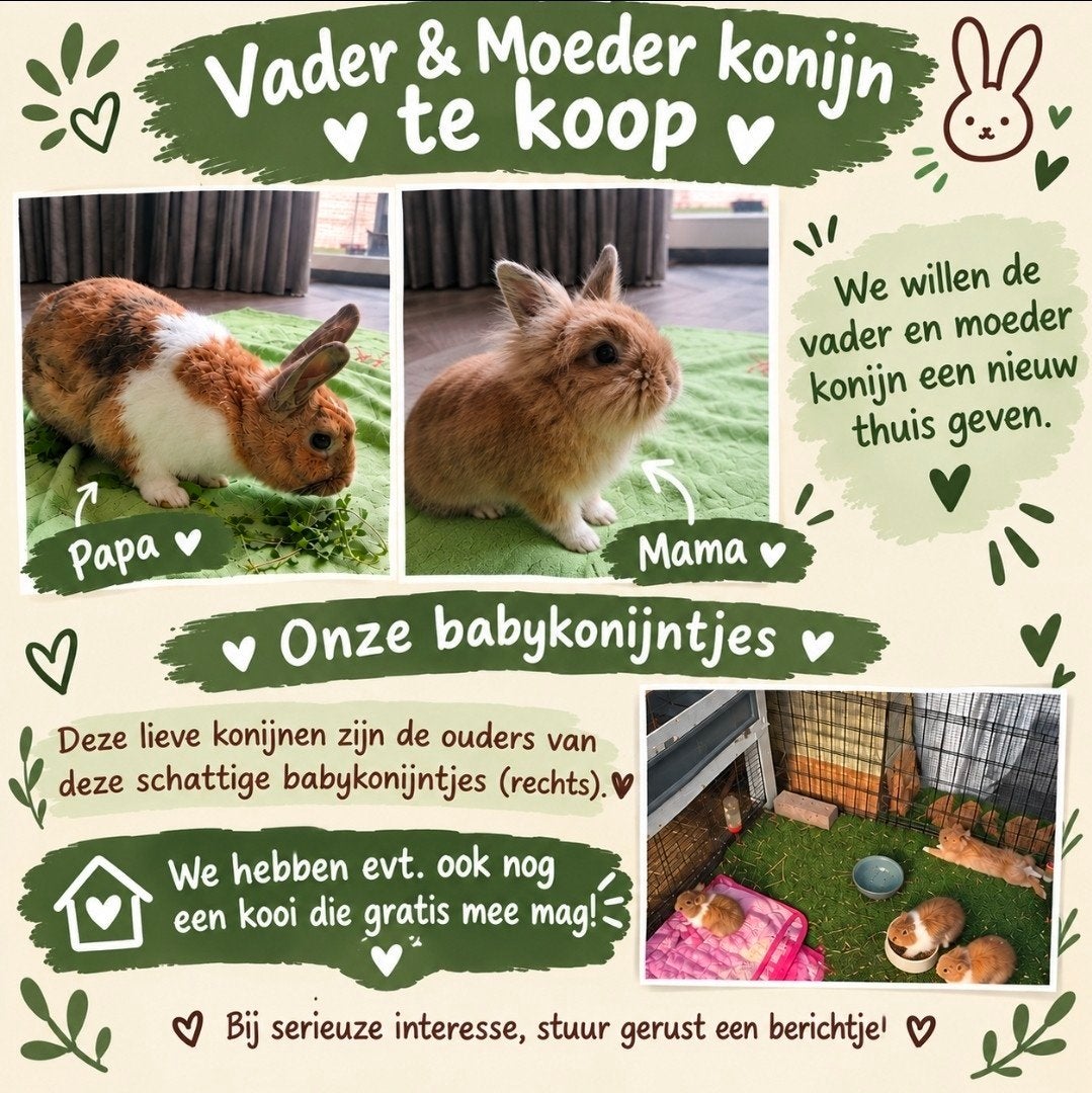 konijnen mannetje en vrouwtje, Meerdere dieren