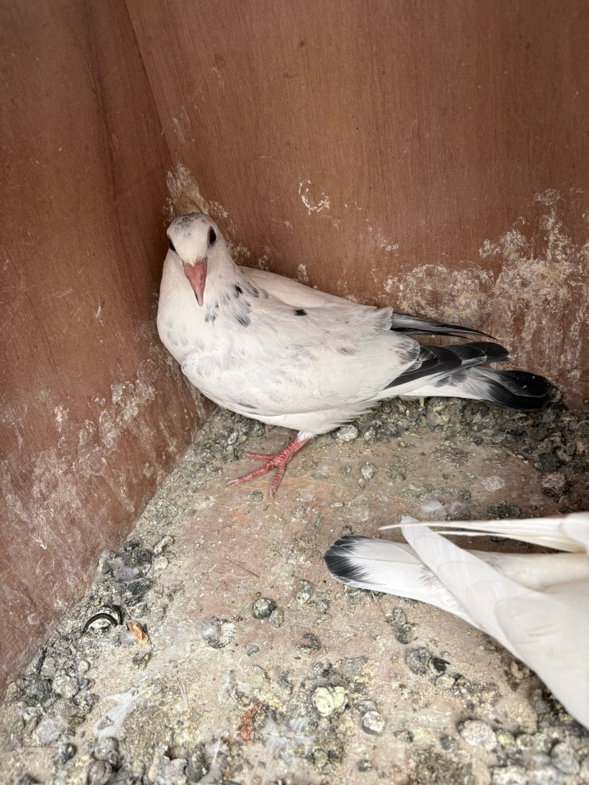 Postduiven, Meerdere dieren, Postduif
