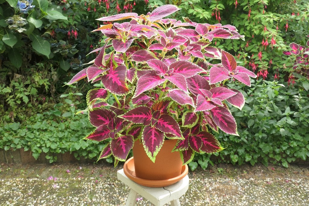 Coleus (Siernetel), Ophalen, Overige soorten, In pot, Minder dan 100 cm