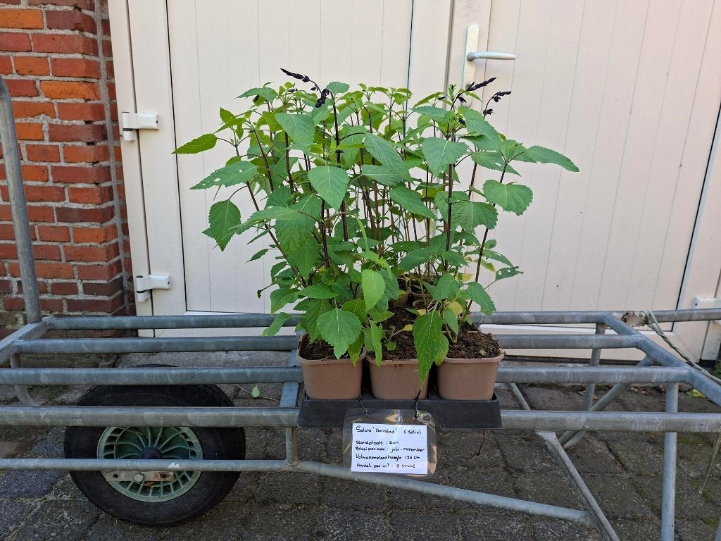 Bloeiende Salvia 'Amistad' (Salie) in pot!, Ophalen, Overige soorten, Volle zon