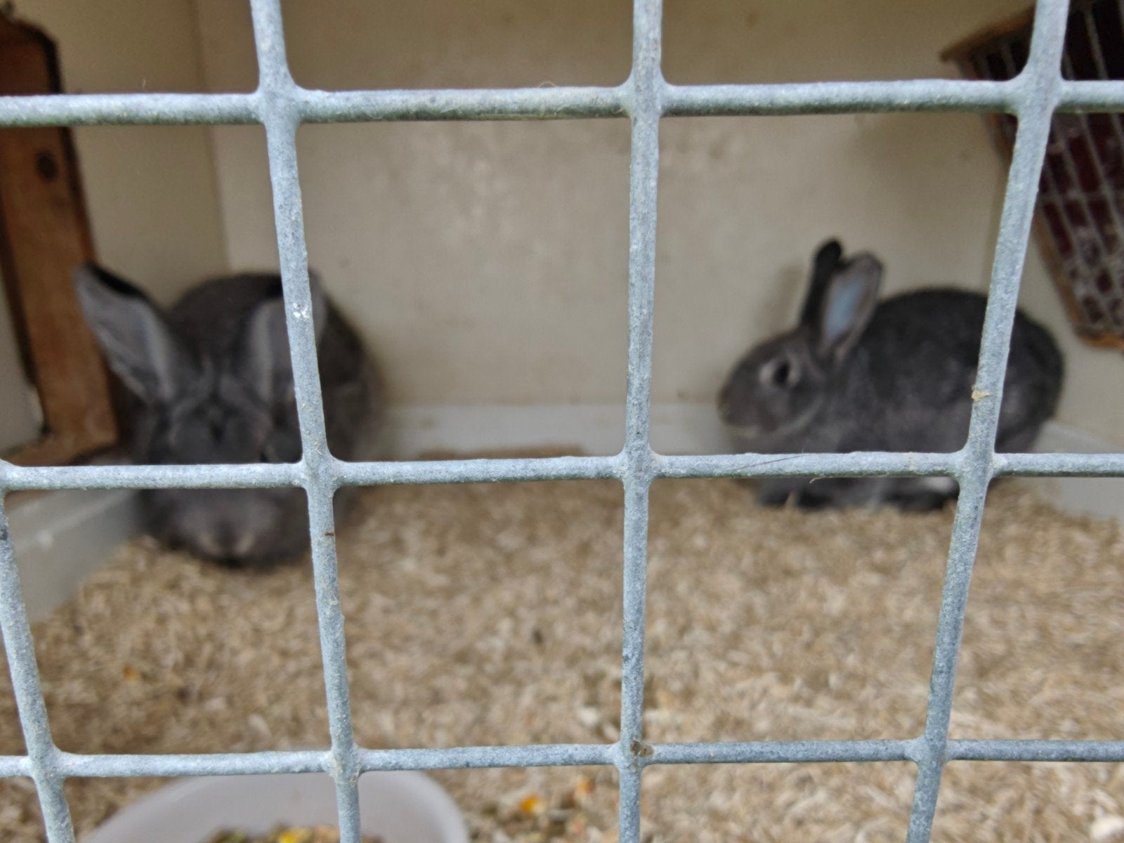 Mooie Chinchilla konijnen, Dieren en Toebehoren, Vrouwelijk, Klein, 0 tot 2 jaar