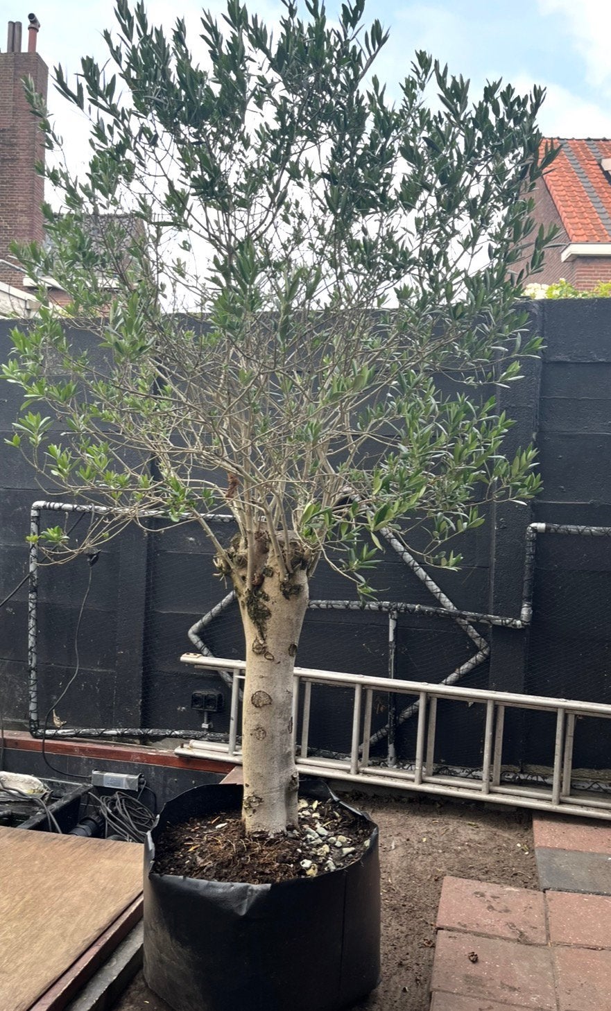 Olijfboom, Tuin en Terras, 100 tot 250 cm, Olijfboom, Zomer, Ophalen