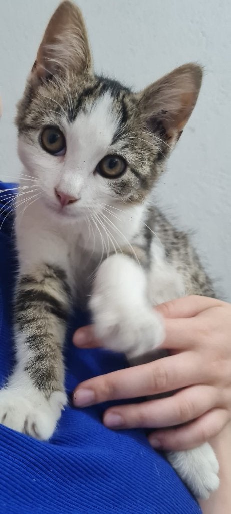 Sociale boerderijkittens te koop!, Meerdere dieren, Kortharig, 0 tot 2 jaar