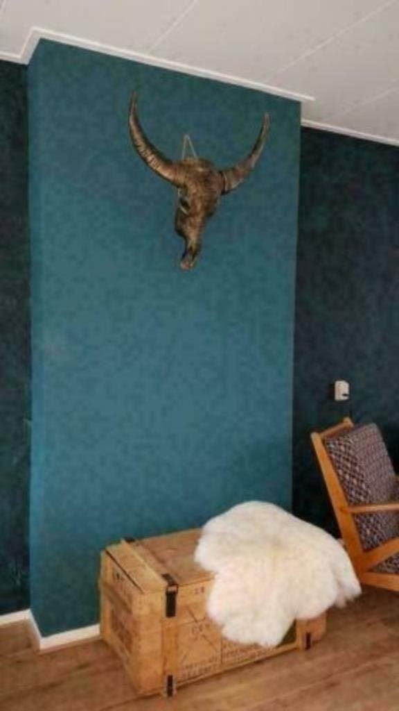Foto 19 van Buffelschedels , Skulls , Longhorn , hoorns , bison schedels
