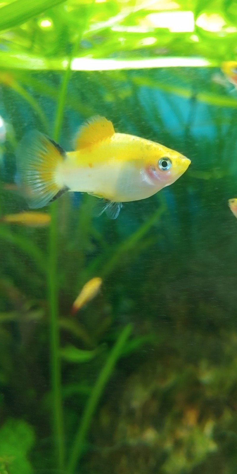 Platys, Dieren en Toebehoren, Vissen | Aquariumvissen, Vis