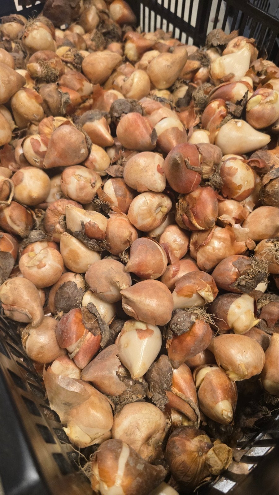 1000 verse Tulpenbollen mix paars/geel, Ophalen, Najaar, Volle zon, Bloembol