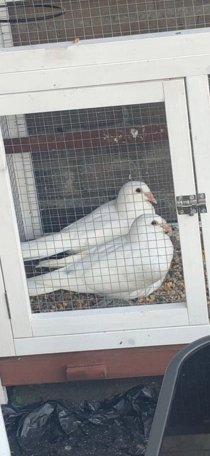 witte postduif, Dieren en Toebehoren, Vogels | Duiven, Geslacht onbekend, Postduif