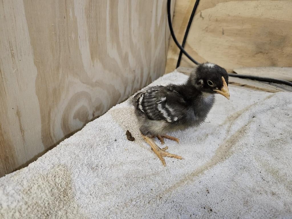 Kuikens Amrock, Meerdere dieren, Kip