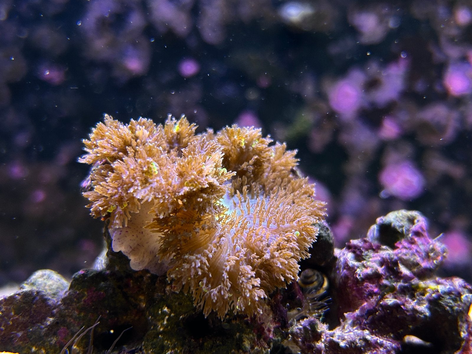 Anemonen (Heterodactyla sp.), Dieren en Toebehoren, Overige typen, Zoutwatervis