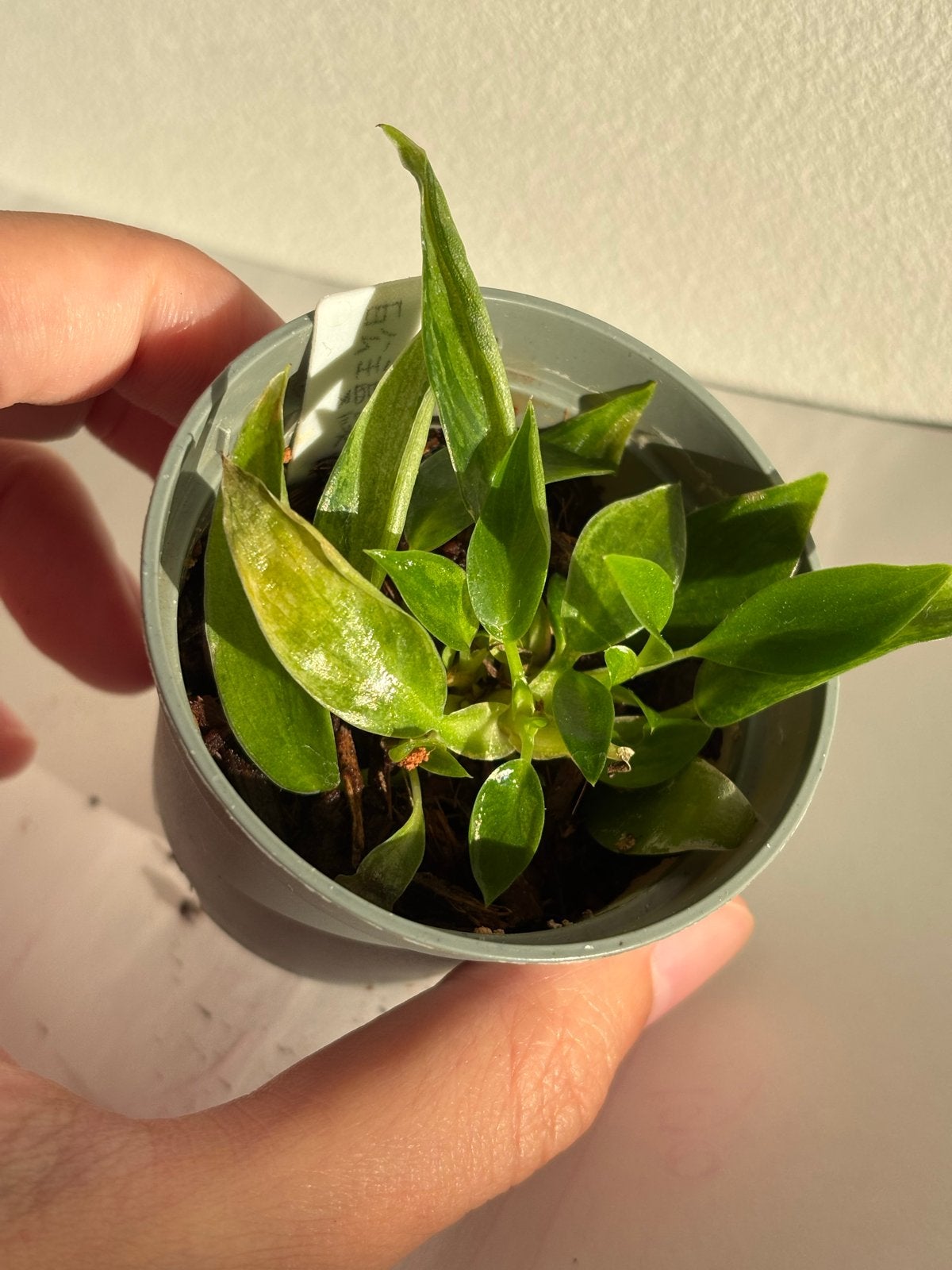 Philodendron White Princess-2, Ophalen, Overige soorten, Halfschaduw, In pot