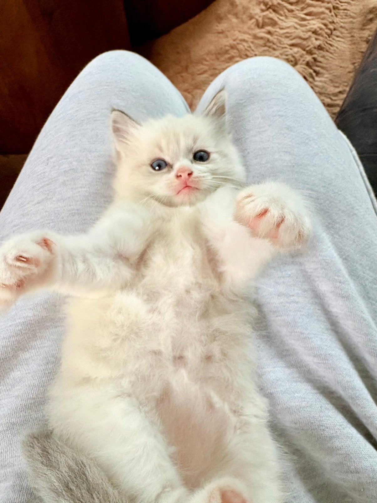 Prachtige Ragdoll Kitten met Stamboom, Dieren en Toebehoren, Kater, Met stamboom, 0 tot 2 jaar