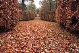 Beuken / beukenhaag / Fagus, Ophalen, Beukenhaag, Haag, 100 tot 250 cm