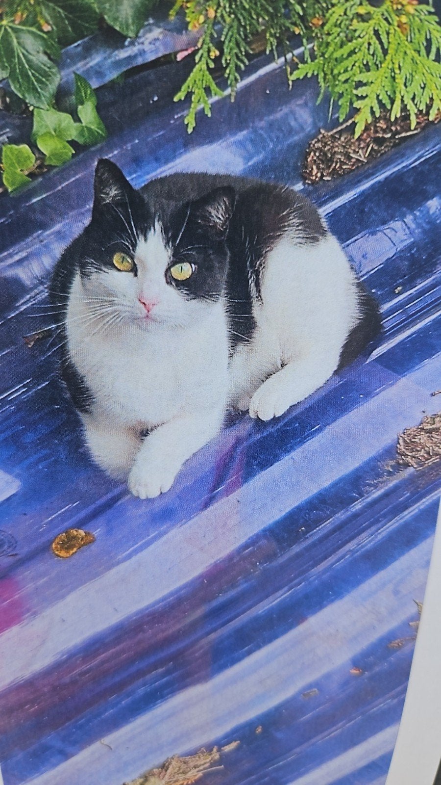 Coco Bella omgeving regentessekwartier(den haag), Dieren en Toebehoren, Vermiste en Gevonden Dieren