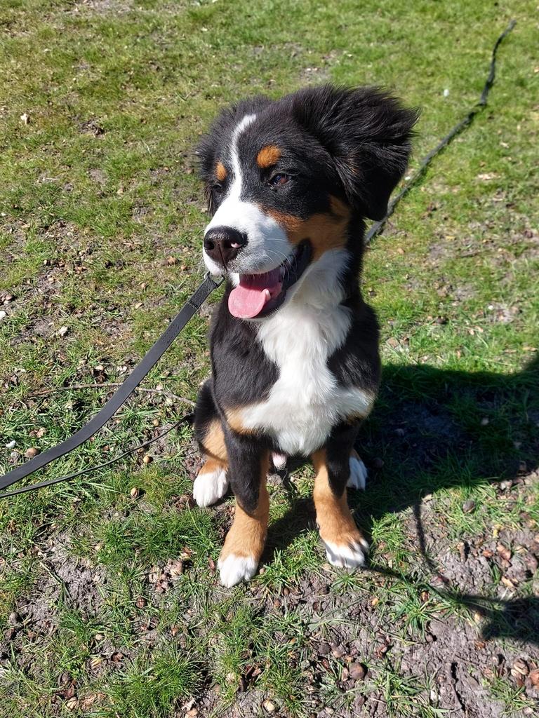 Bernard Senner Pup 5 Maanden, Dieren en Toebehoren, Honden | Herdershonden en Veedrijvers, België, Particulier, 15 weken tot 1 jaar