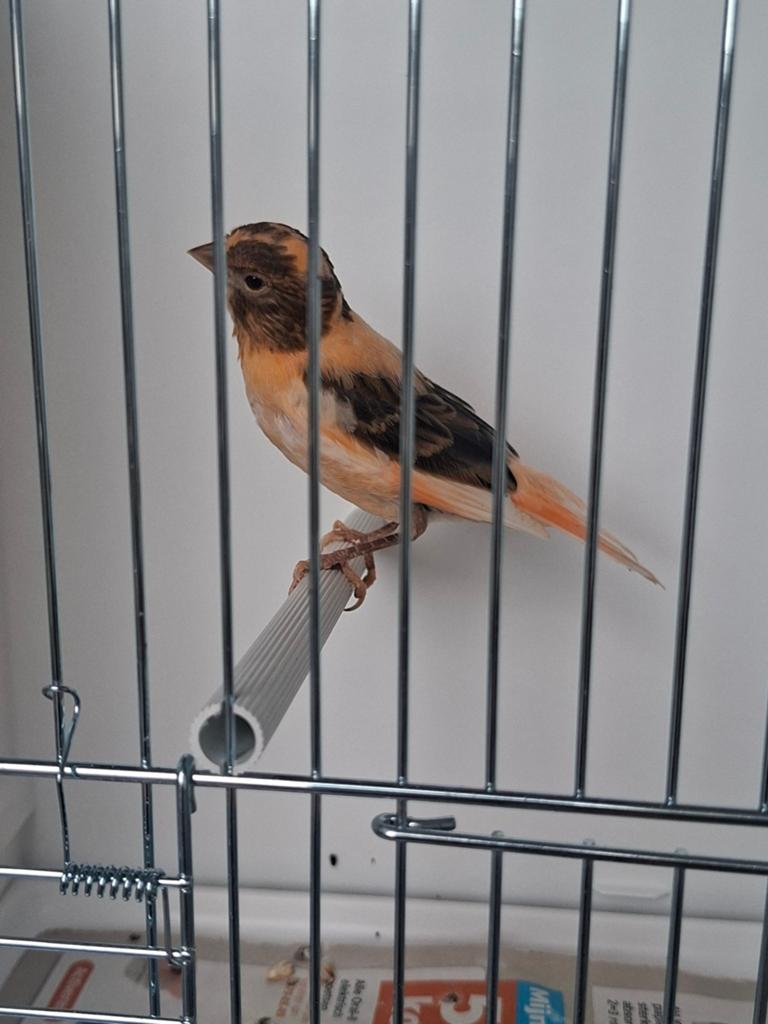 Jonge Harlekijn Kanaries te koop, Geslacht onbekend, Kleurkanarie