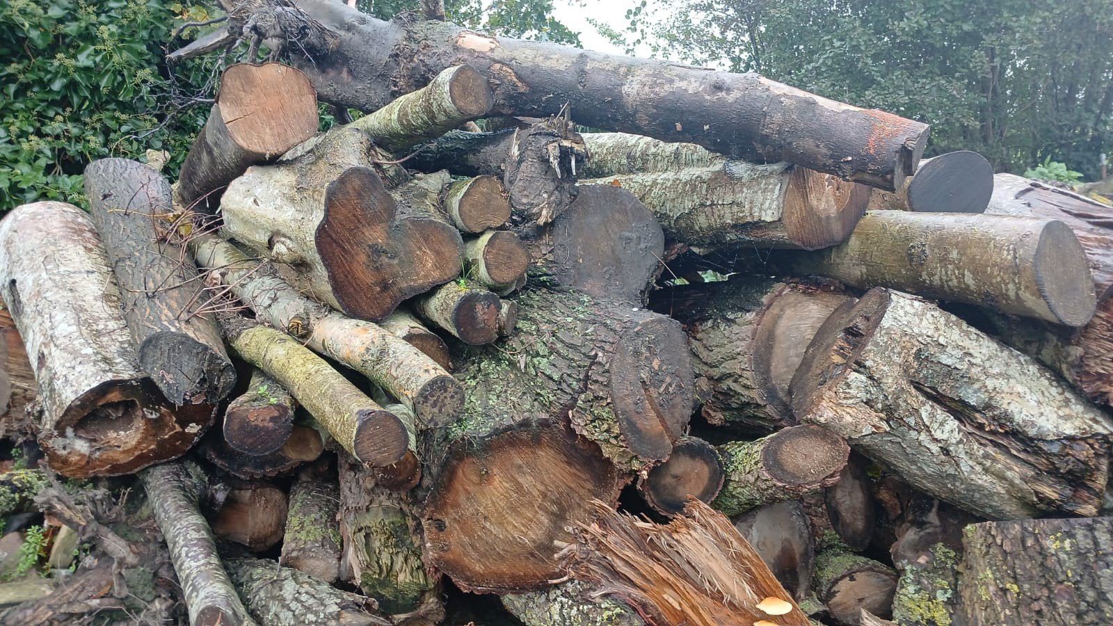 Vers gezaagd wilg en populier hout op stam, Tuin en Terras, 3 tot 6 m³, Ophalen, Overige houtsoorten, Stammen