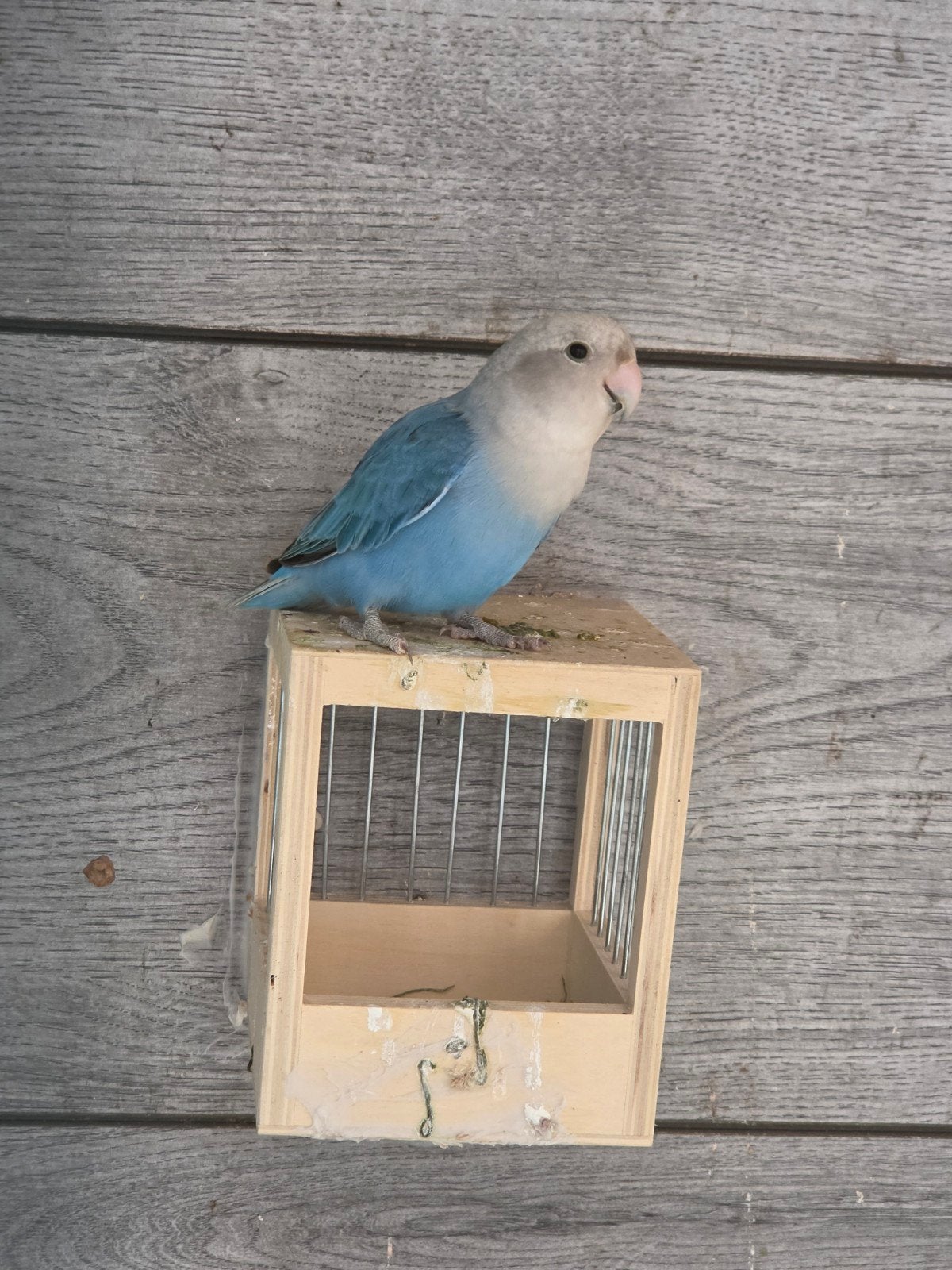 Mooie gezonde vogels te koop - Verschillende soorten, Meerdere dieren