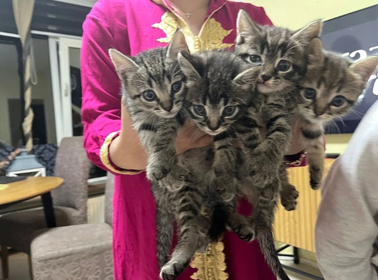 Lieve meisjes kittens zoeken een nieuw thuis, Poes, Kortharig, 0 tot 2 jaar