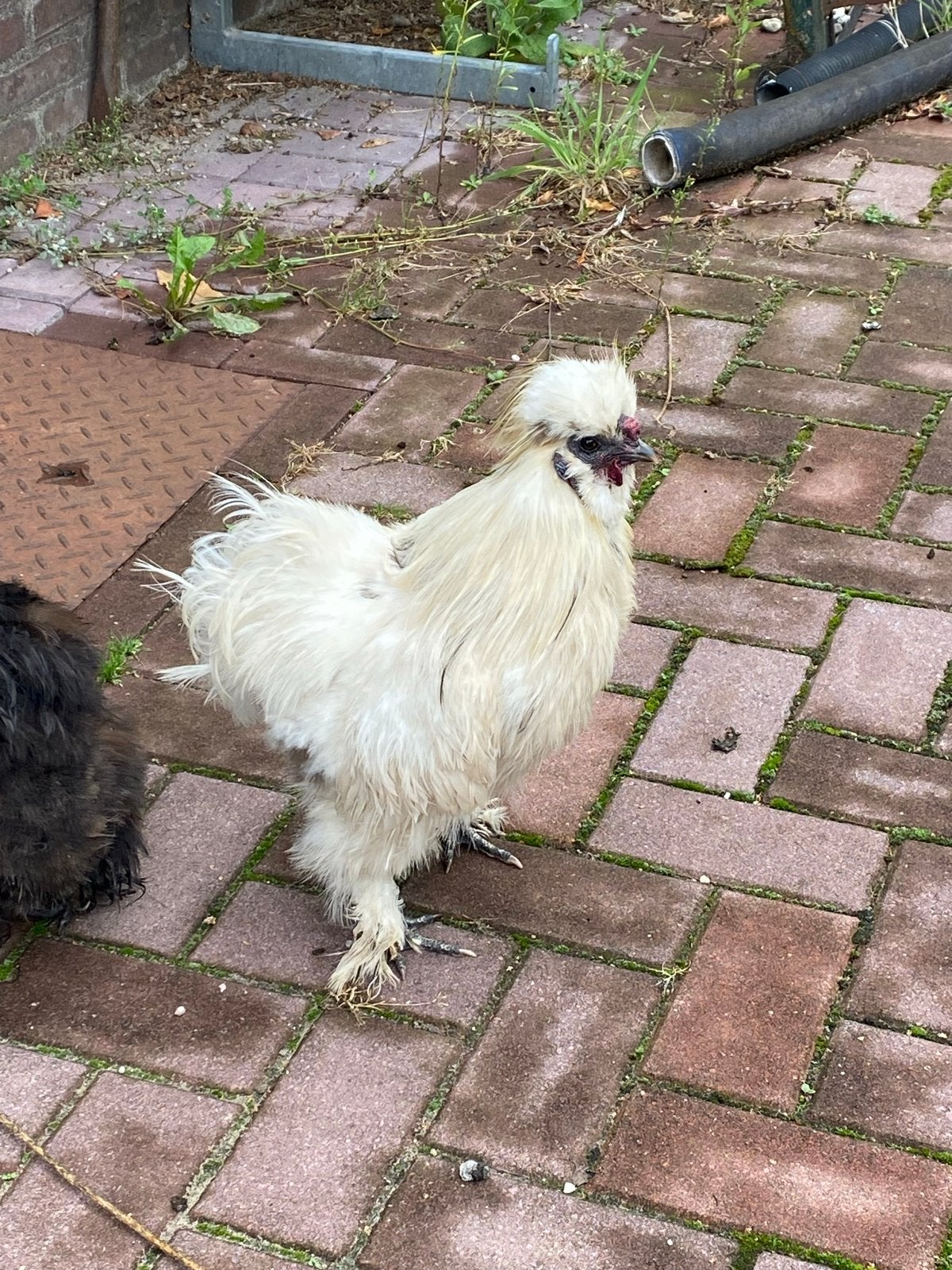 Witte zijdehoen haan, Dieren en Toebehoren, Pluimvee, Mannelijk, Kip