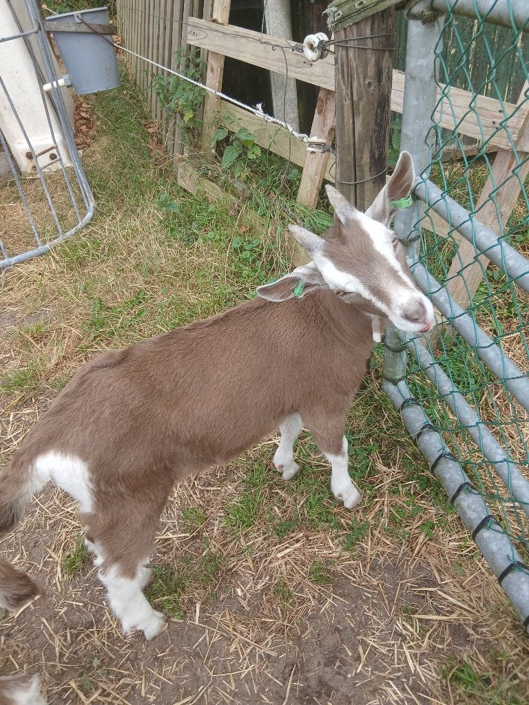 Toggenburger bok ( ruilen ), Dieren en Toebehoren, Mannelijk, Geit, 0 tot 2 jaar