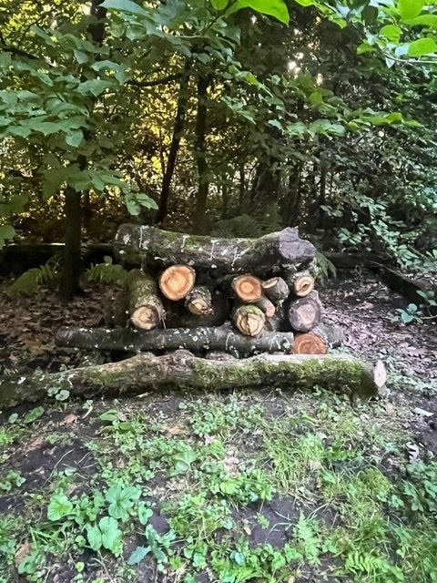 shiitake stammen, Ophalen, Nieuw