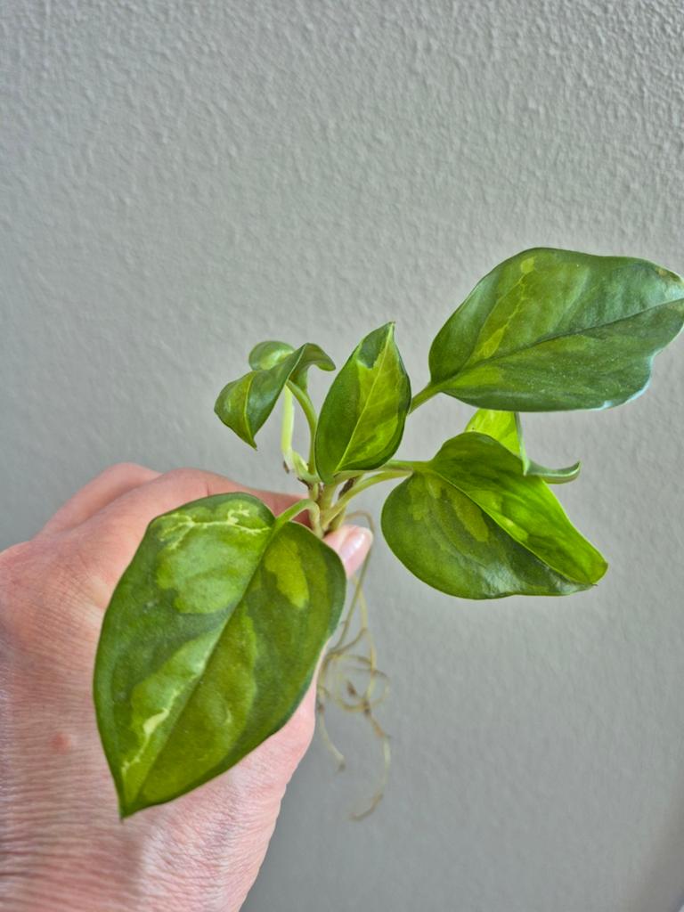 Epipremnum Global green, Huis en Inrichting, Kamerplanten, Ophalen of Verzenden, Halfschaduw, Minder dan 100 cm