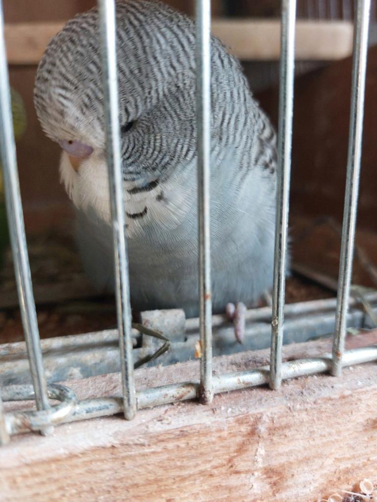ENGELSE PARKIETEN TAM TE MAKEN, Dieren en Toebehoren, Vogels | Parkieten en Papegaaien, Meerdere dieren, Parkiet, Tam