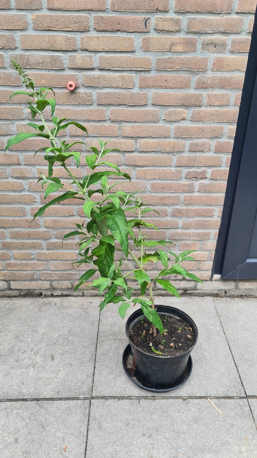 Vlinderstruik, Ophalen, Vlinderstruik, Minder dan 100 cm